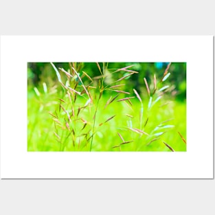 Wild grass illustration Posters and Art